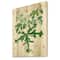 Designart - Vintage Drawing of Wild Plants - Traditional Print on Natural Pine Wood